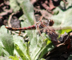 Sympetrum corruptum