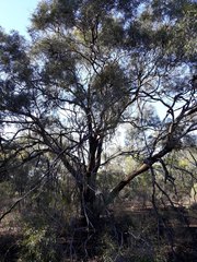Eucalyptus viridis
