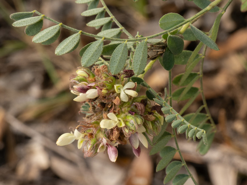 Dalea carthagenensis