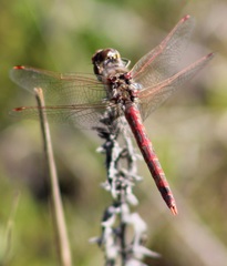 Sympetrum corruptum