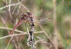 Sympetrum corruptum