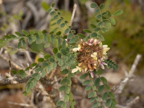 Dalea carthagenensis, photograph 1