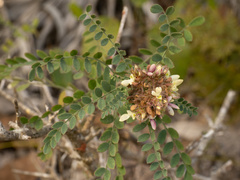 Dalea carthagenensis, photograph (c) Turner Brockman, some rights reserved (CC BY-SA)