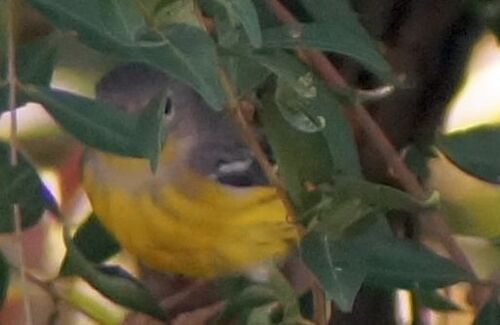 Magnolia Warbler (Setophaga magnolia), photo 8