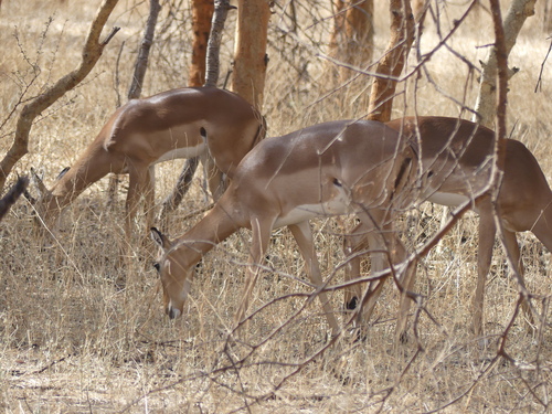 Impala