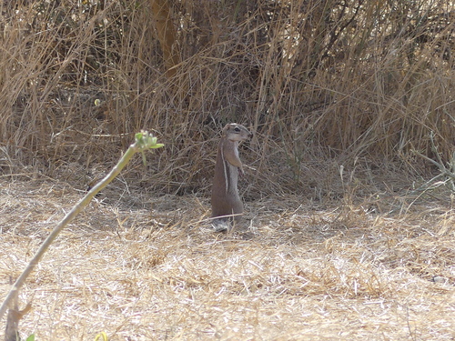Striped Ground Squirrel
