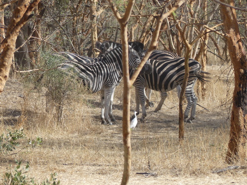 Plains Zebra