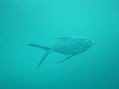 Trachinotus baillonii