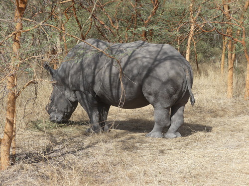 White Rhinoceros