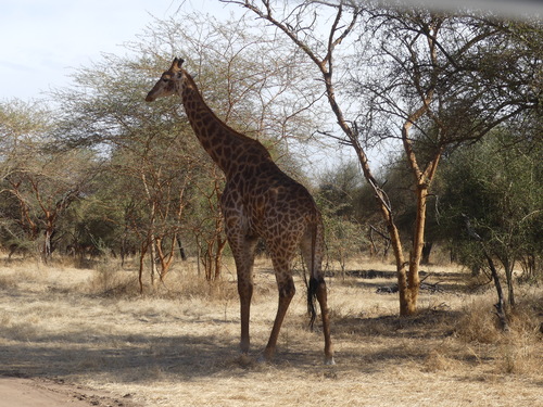 Southern Giraffe