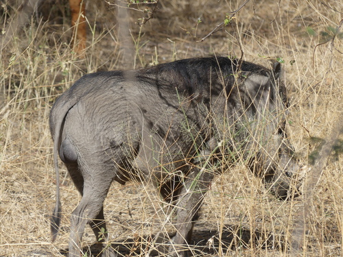 Common Warthog