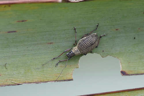 Travelling Splitnose Weevil