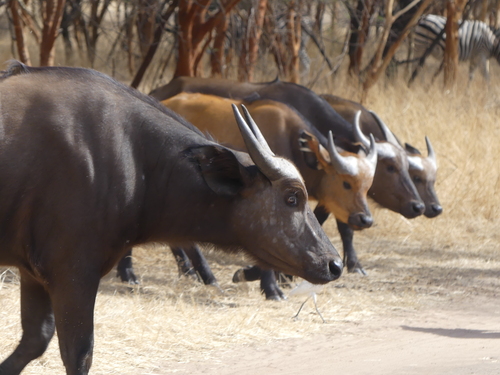 African Buffalo