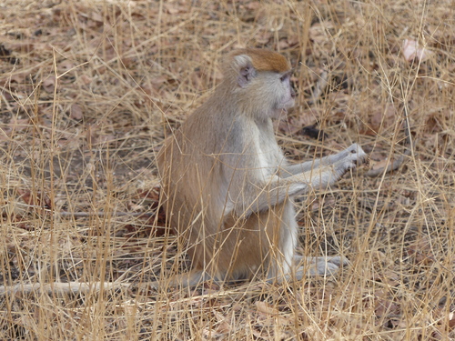 Patas Monkey