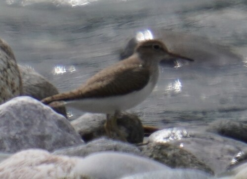 iNaturalist: (c) benjamin_petra_schattanek-wiesmair, some rights reserved (CC BY-NC), uploaded by benjamin_petra_schattanek-wiesmair iNaturalist image