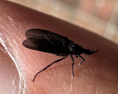 Unknown species found near Museum Rd, Gainesville, FL, US
