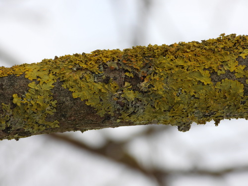 Sieninė geltonkerpė