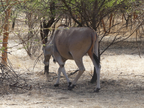Common Eland