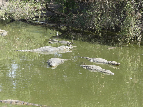West African Crocodile