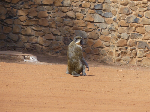 Green Monkey