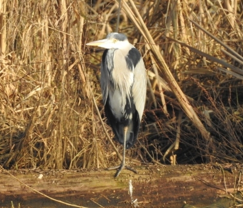 iNaturalist: (c) Dion, some rights reserved (CC BY-NC), uploaded by Dion iNaturalist image