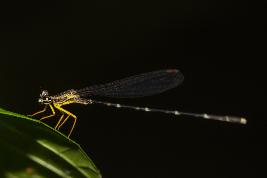 Copera guttifera