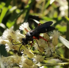 Episyron conterminus cressoni