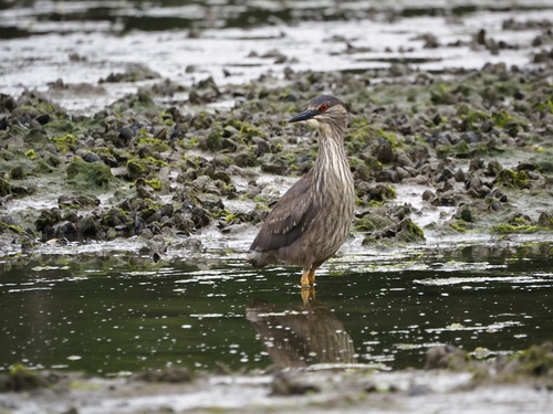 iNaturalist: (c) Ludwig Treuter, some rights reserved (CC BY-NC), uploaded by Ludwig Treuter iNaturalist image