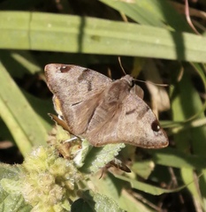 Arteurotia tractipennis tractipennis