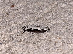 Ethmia semilugens