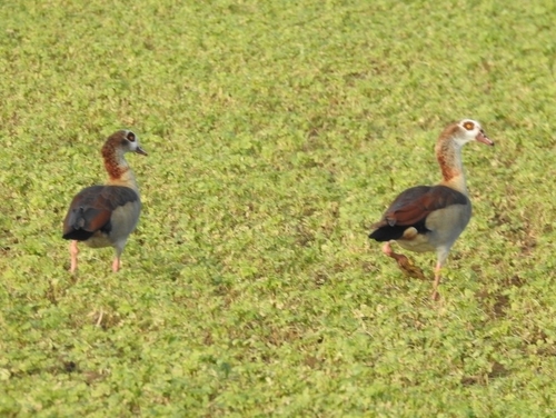 iNaturalist: (c) Dion, some rights reserved (CC BY-NC), uploaded by Dion iNaturalist image