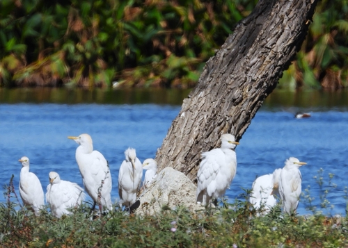 iNaturalist: (c) Pedro B. Dávila Valdés, some rights reserved (CC BY-NC), uploaded by Pedro B. Dávila Valdés iNaturalist image