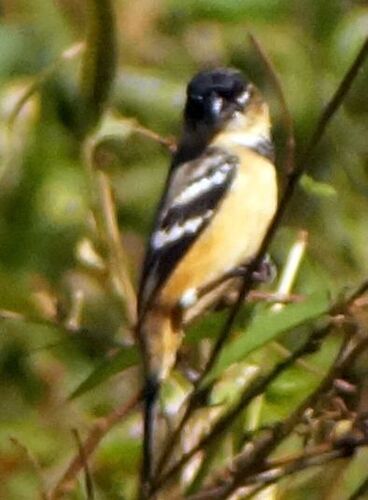 Morelet's Seedeater (Sporophila morelleti), photo 3