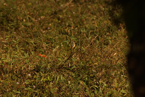 Morelet's Seedeater (Sporophila morelleti), photo 8