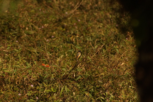 Morelet's Seedeater (Sporophila morelleti), photo 9