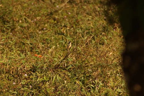Morelet's Seedeater (Sporophila morelleti), photo 4
