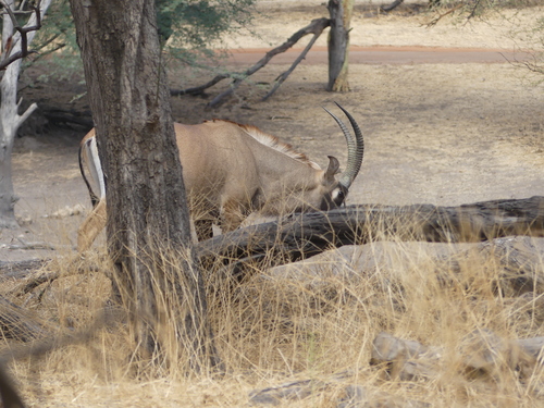 Roan Antelope