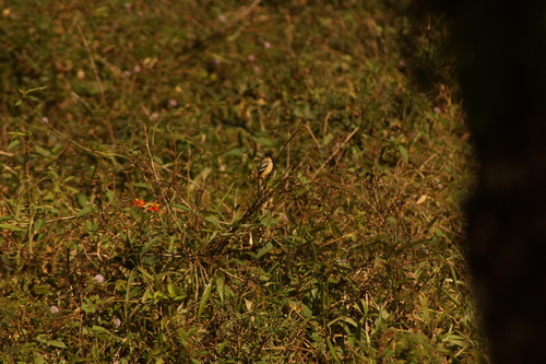 Morelet's Seedeater (Sporophila morelleti), photo 10