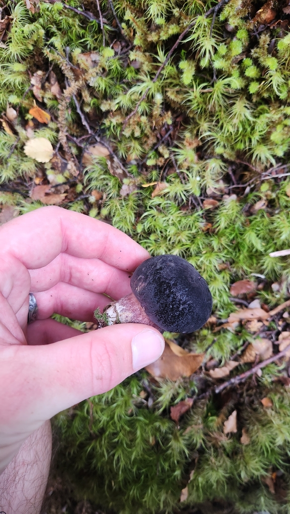 Tylopilus formosus · January 2026 · photo: © squidney8 (iNaturalist, cc0)