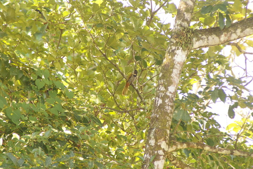 Black-headed Saltator (Saltator atriceps), photo 5