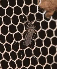 Aedes vigilax