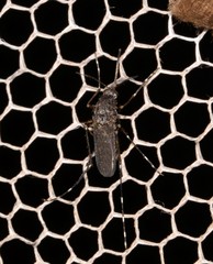 Aedes vigilax