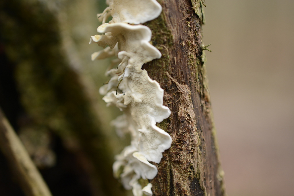 Byssomerulius corium · January 2026 · photo: © cryptomarasmius (iNaturalist, cc-by)