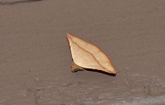 Eublemma perversicolor