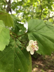 Crataegus schuettei