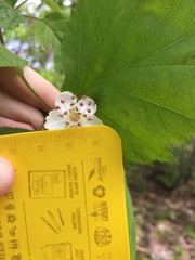 Crataegus schuettei