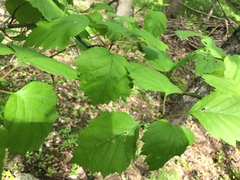 Crataegus schuettei