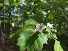 Crataegus schuettei