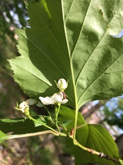 Crataegus schuettei