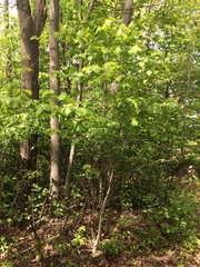 Crataegus schuettei